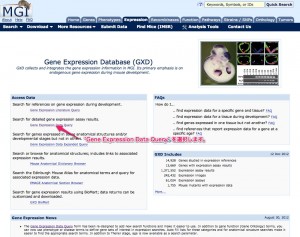 GXD の画面。Gene Expression Data Query を選択。