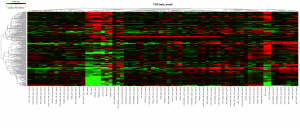 TGF-beta シグナリング関連遺伝子のクラスタリング結果のヒートマップ。